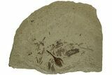 Valved Seed Pod Fossil - Green River Formation, Utah #215554-1